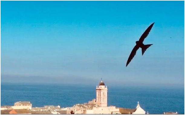 Les Martinets de Bastia : un patrimoine naturel à préserver 