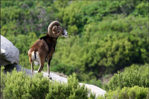 NATURE Mouflon retrouvé mort, les explications d'un spécialiste