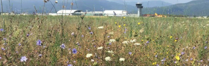 Aéro Biodiversité analyse la faune et la flore de Poretta