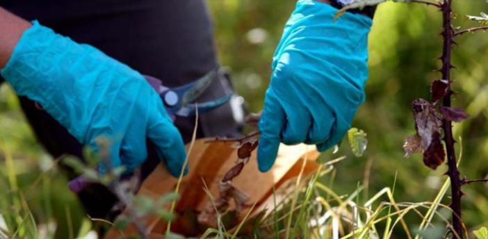 Ooctonus vulgatus, une guêpe pour lutter contre Xylella