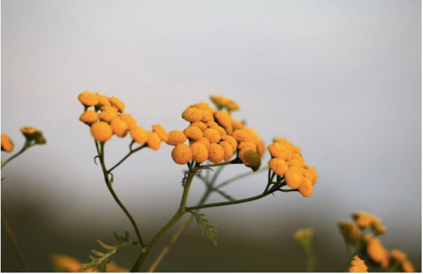Quels sont les bénéfices de l’Immortelle, cette plante endémique de la Corse ? 