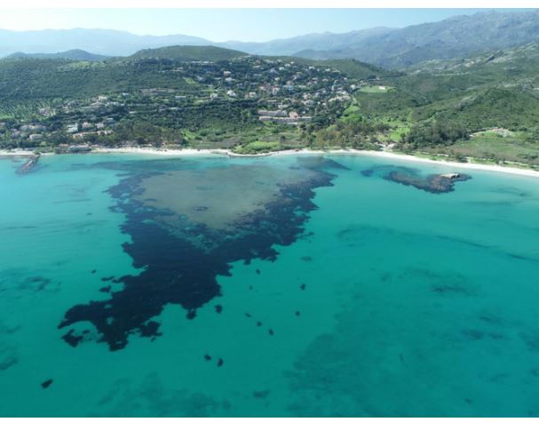 Sensibilisation aux herbiers de Posidonies du Parc marin du Cap Corse et de l’Agriate 