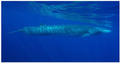 VIDEO - Sanctuaire Pelagos : Une baleine blessée par l'homme est à l'agonie 