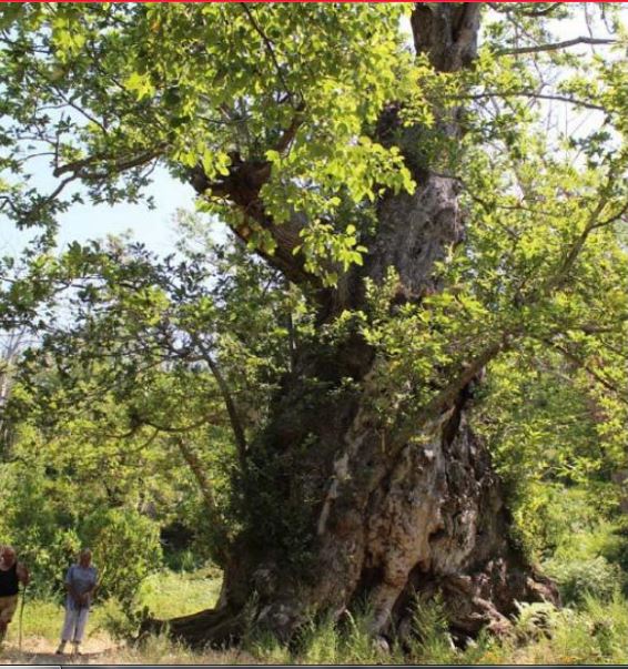 PIANELLU Conférences et concert pour la quatrième journée autour de l'arbre d'Anne Franck