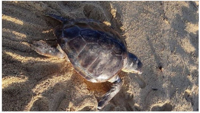 Une tortue marine retrouvée morte sur la plage Trottel, à Ajaccio
