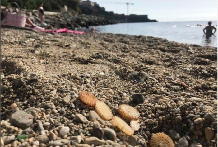 Des pastilles de traitement des eaux s'échouent sur les plages
