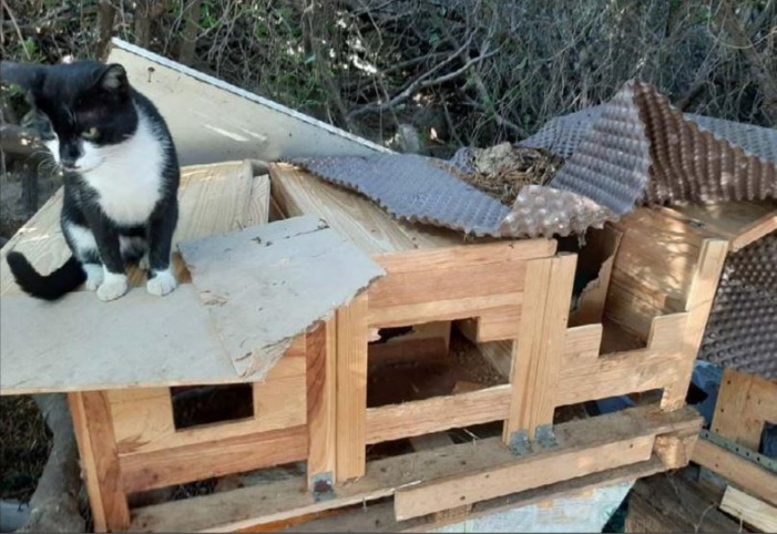 Cinq chats retrouvés morts empoisonnés à Moorea
