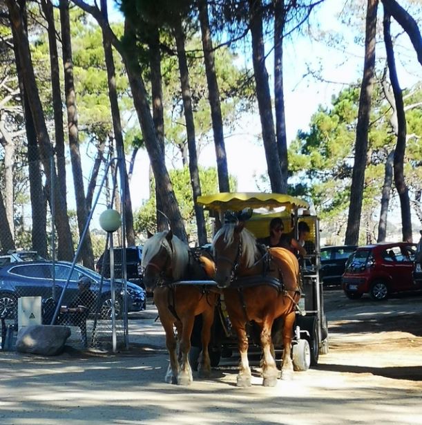 Convoi hippomobile pour le ramassage du tri sélectif de la plage et de la pinède de Calvi 