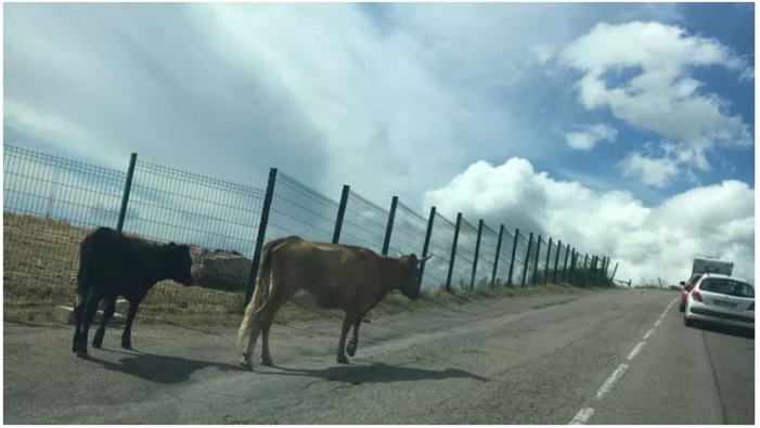 La divagation animale, problème corse dans l'impasse ?