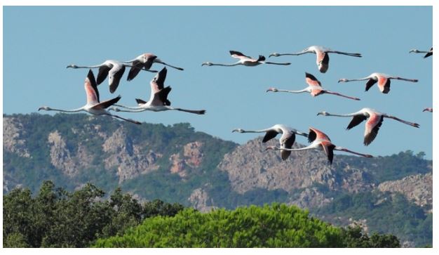 La photo du jour : vol de flamants roses au-dessus de Saint Cyprien 
