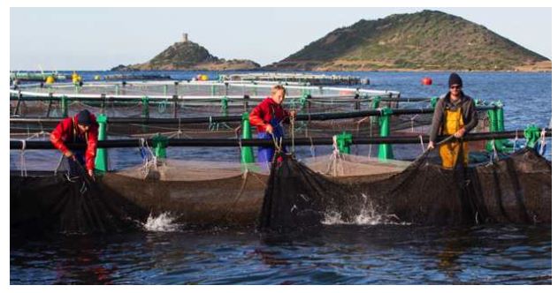 L’Office de l’Environnement de la Corse organise les premières assises de la pêche et de l’aquaculture de Corse 
