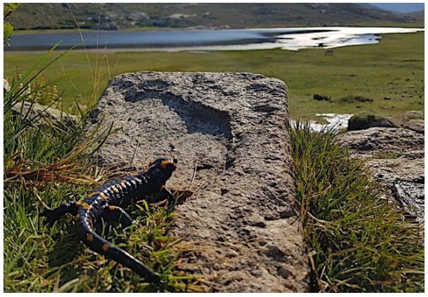 La photo du jour : Catedu muntaninu au soleil du lac de Ninu 