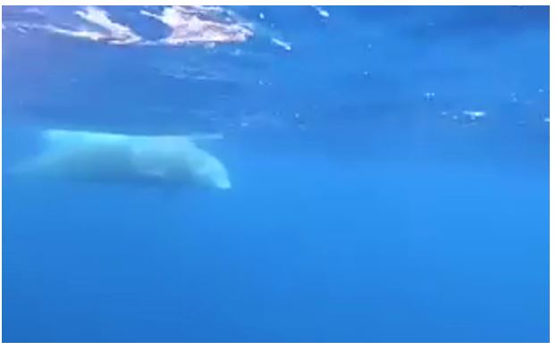 VIDEO - Une baleine morte ramenée au port de Porto-Vecchio 