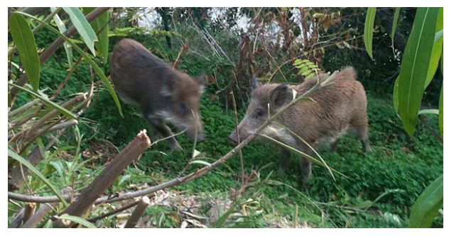 Chasse aux sangliers en Corse : la chevrotine n'est pas autorisée 