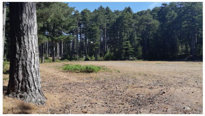 Nuceta : Avec la forêt de Padula, la commune veut montrer l'exemple 