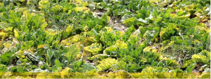 Métiers /  Agriculture    "Scandalisées" par la réautorisation des néonicotinoïdes sur les betteraves, 14 organisations écrivent au ministre de l'Agriculture