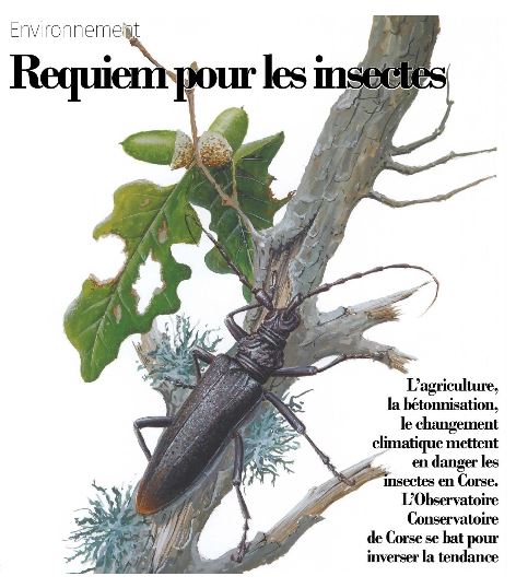 Requiem pour les insectes 