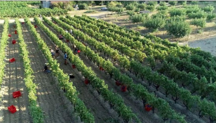 Des vendanges de plus en plus précoces au domaine A Peraccia