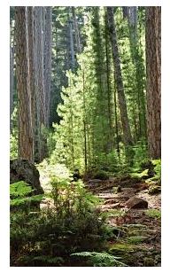 Une marque de bois d’œuvre devrait voir le jour en Corse 