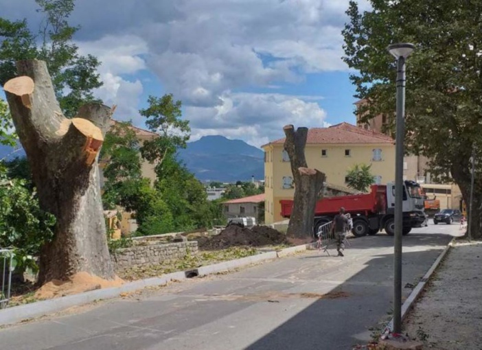 CORTI  Avenue Jean-Nicoli : deux platanes en moins