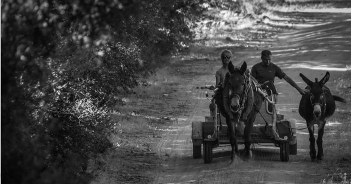 Le choix de la traction animale pour la période des vendanges