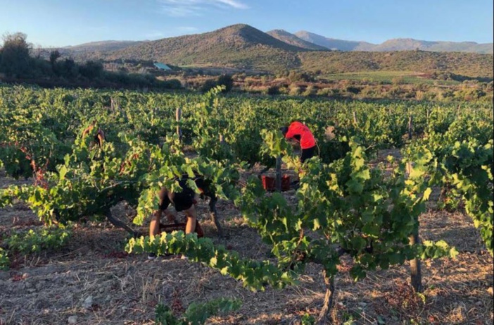 Vendanges presque normales
