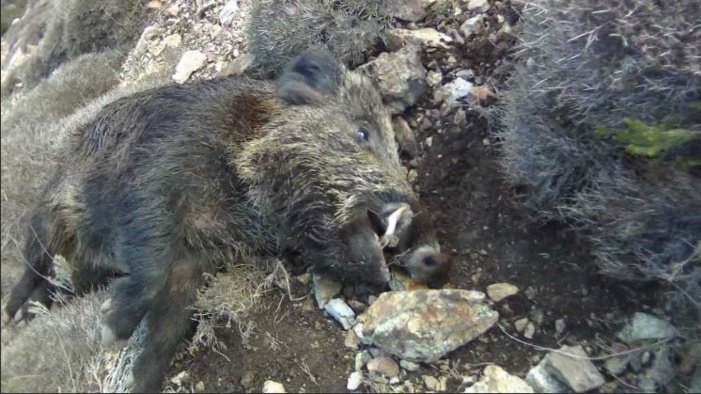 GHISONACCIA  Sangliers dans les poubelles : société et fédération de chasse réagissent