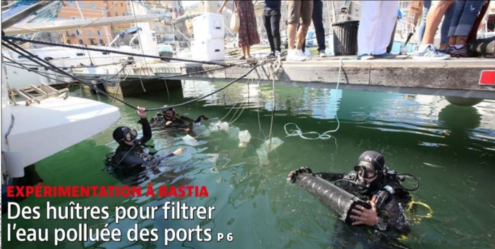 EXPÉRIMENTATION À BASTIA  Des huîtres pour filtrer l'eau polluée des ports