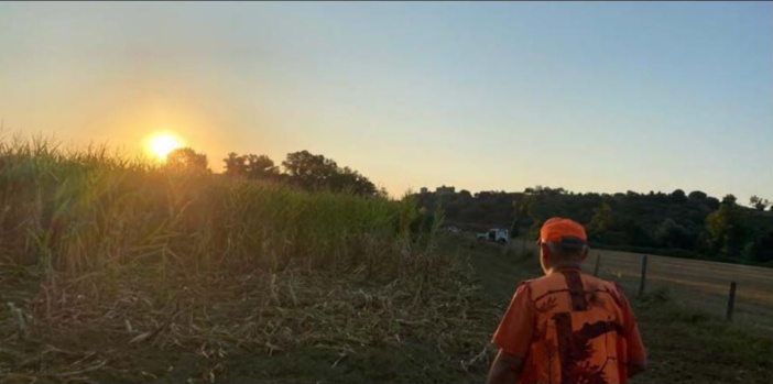 Chasse de la tourterelle des bois : l'autorisation suspendue