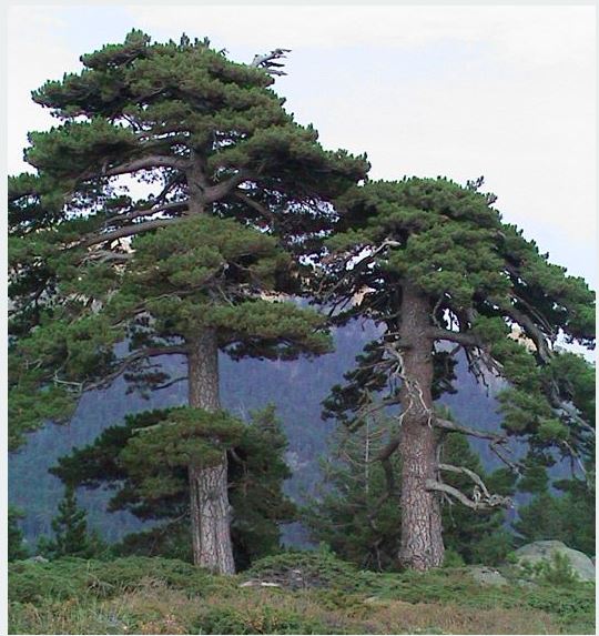 Une formation gratuite à destination des entreprises de la filière bois 
