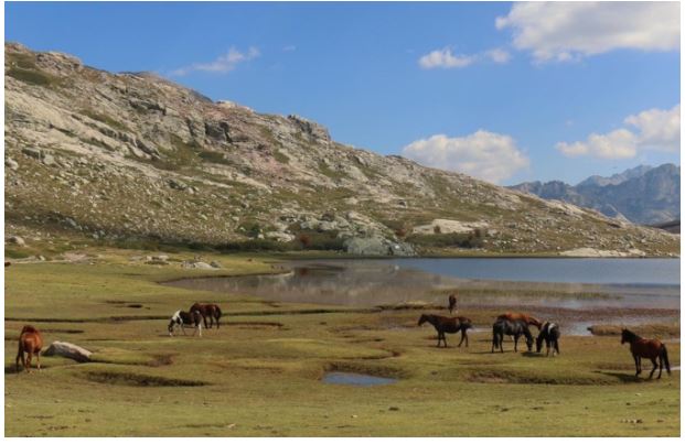 Les chevaux du lac de Ninu 