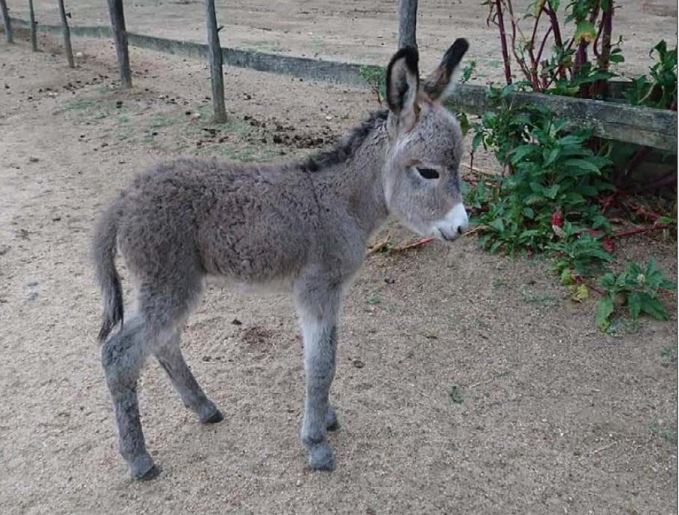 Naissance d'Alcudina au parc naturel d'Olva