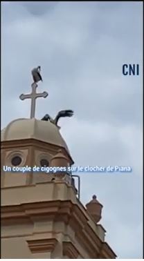 VIDEO - Un couple de cigognes fait une pause sur le clocher de Piana 
