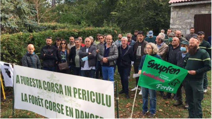 La forêt corse en danger