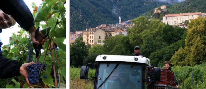 CORTI Récolter les fruits de la terre