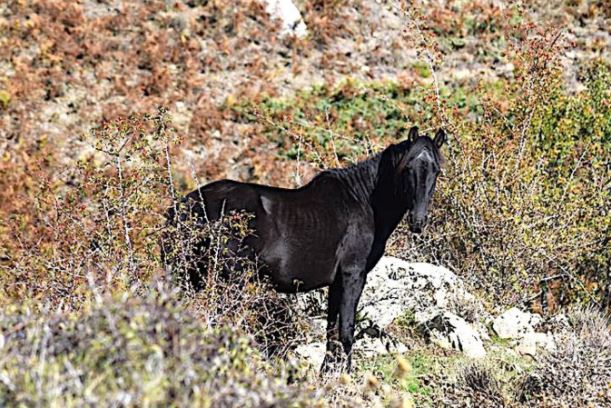 Les chevaux sauvages du massif de Tenda