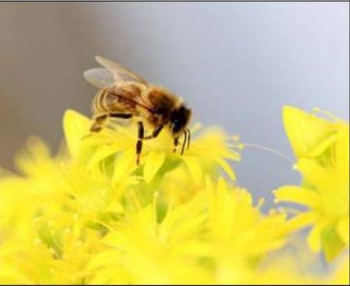 PESTICIDES "TUEURS D'ABEILLES"  Les députés corses divisés