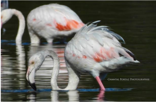 Les flamants roses sont de retour à Santa Giulia