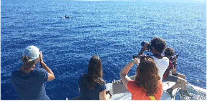 Mare latinu : Les cétacés observés autour du Cap-Corse