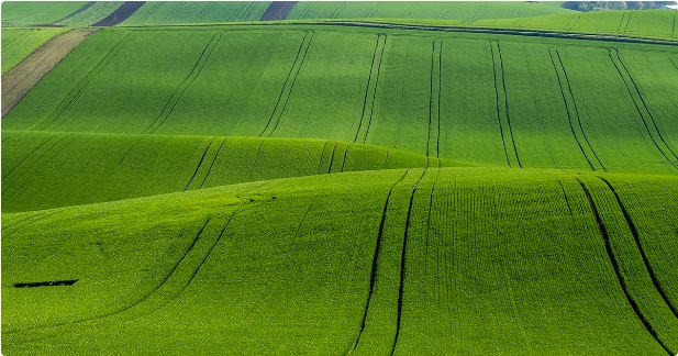 La biodiversité européenne s'effondre sous les coups de boutoir de l'agriculture intensive