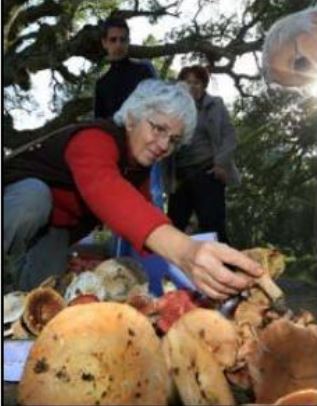 RENCONTRE AVEC UN MYCOLOGUE  La belle saison des champignons