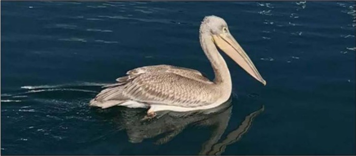 PRUPIÀ Le pélican gris a fait escale dans le port