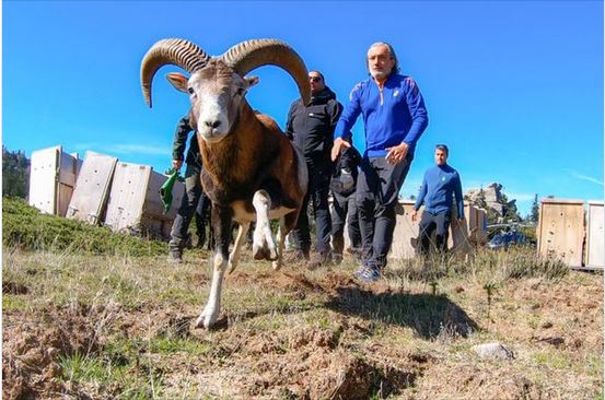 Premier lâcher de mouflons au parc naturel régional de Corse 
