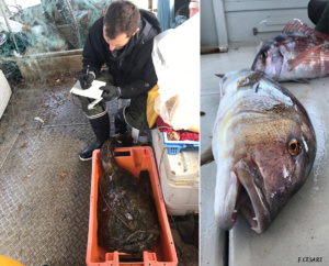 Crédit photo : OEC-UCPP-STARESO Crédit photo : OEC-UCPP-STARESO