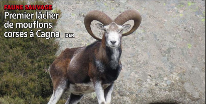  FAUNE SAUVAGE  Premier lâcher de mouflons corses à Cagna