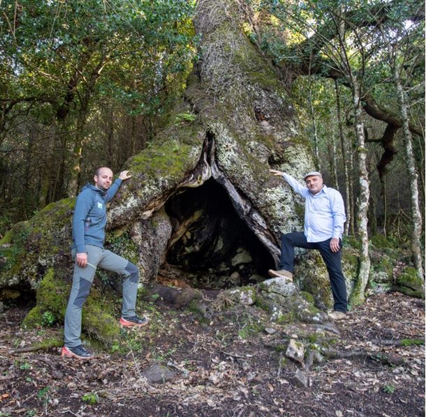  Votez pour l'arbre de l'année : U Liccionu di Matachjina d'Arghjusta è Muricciu