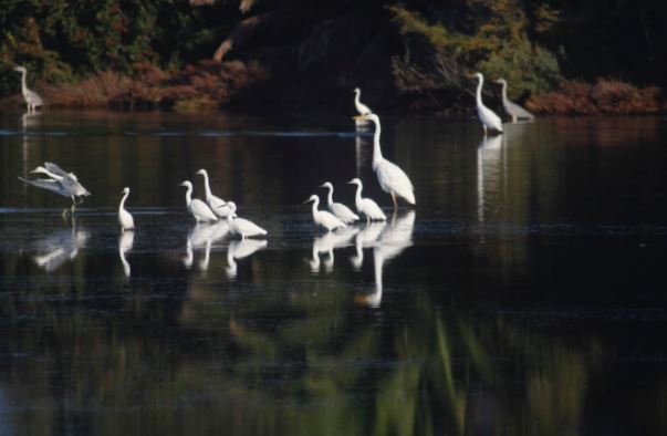  Porto-Vecchio : indispensables marais salants