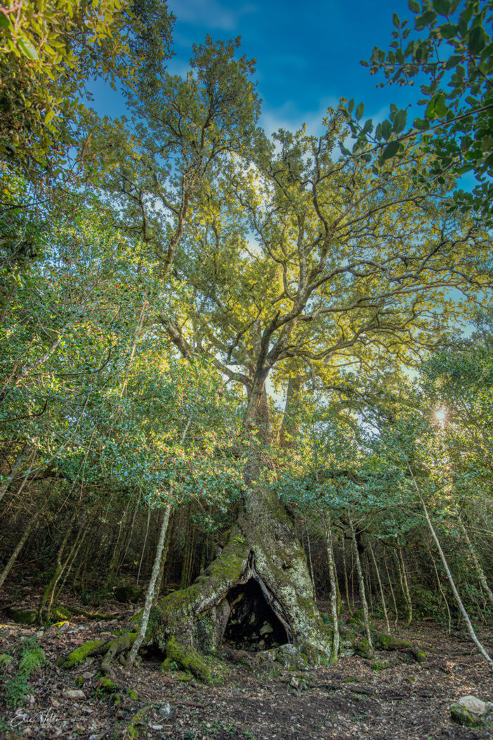 Soutenez la candidature de la corse au concours de l’arbre de l’année