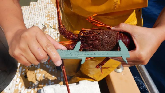 Mare latinu : Une pêche côtière raisonnée en Corse