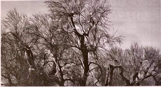 Xylella fastidiosa  On ne touche pas à " l'arrêté Mirmand "